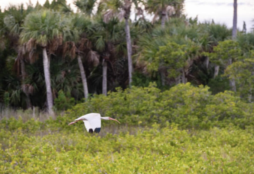 A white bird with black-tipped wings flying over green shrubs and palm trees.